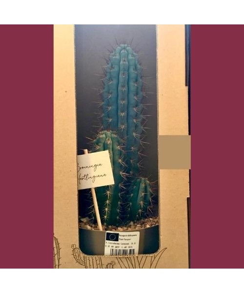 Cactus Browningia fertlingiana