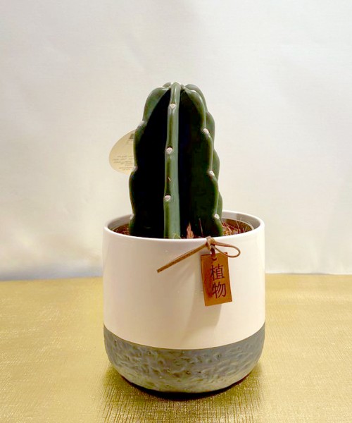 Cactus ceramica