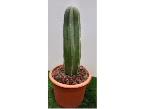 Cactus columnaris M-25 60 cm