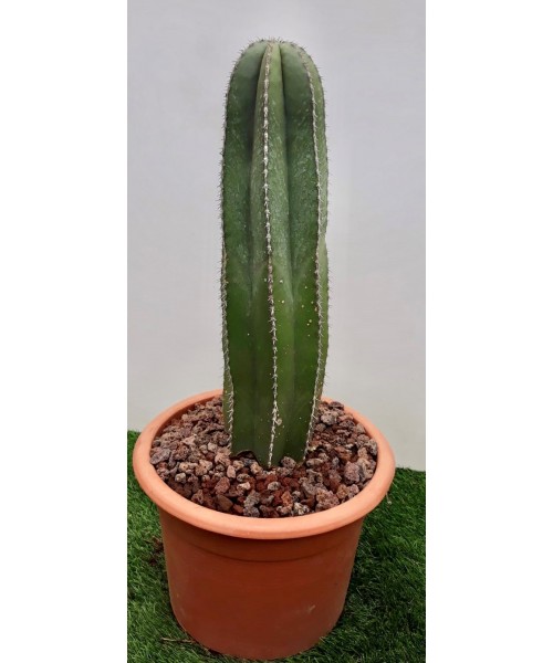 Cactus columnaris M-25 60 cm