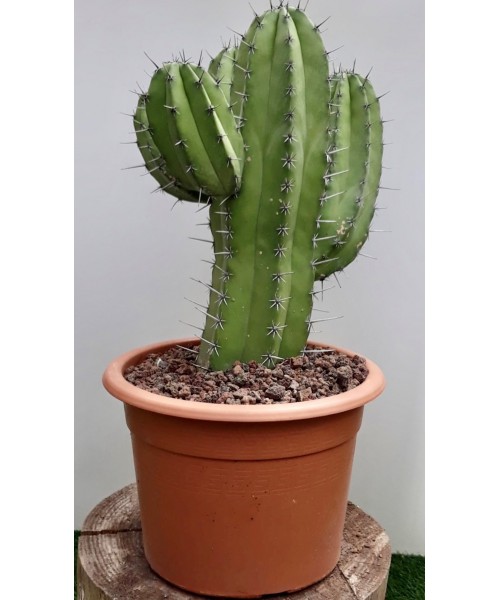 Cactus columnaris ramificado 60 cm