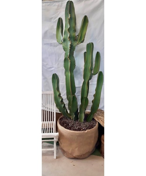 Cactus euphorbia 2,20 m