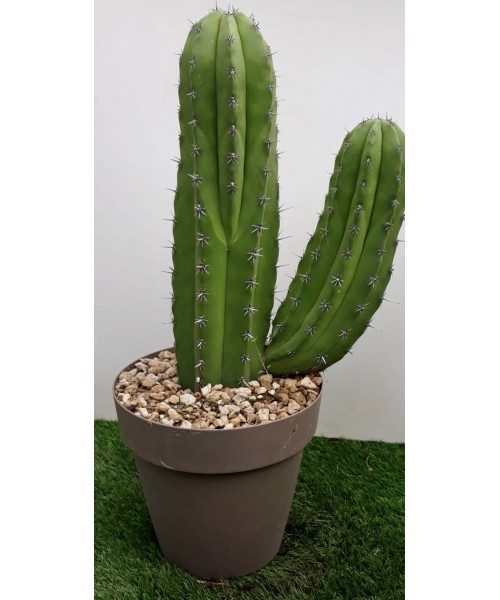 Cactus polaskia 60 cm