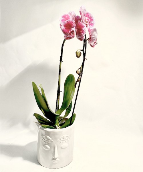 Orquídea en cerámica divertida
