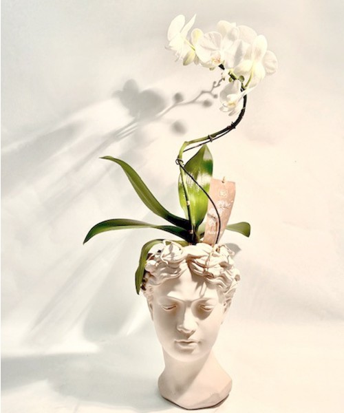 Orquídea en arte