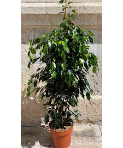 Ficus benjamina 150 cm