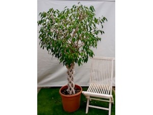 Ficus trenzado tronco 170 cm