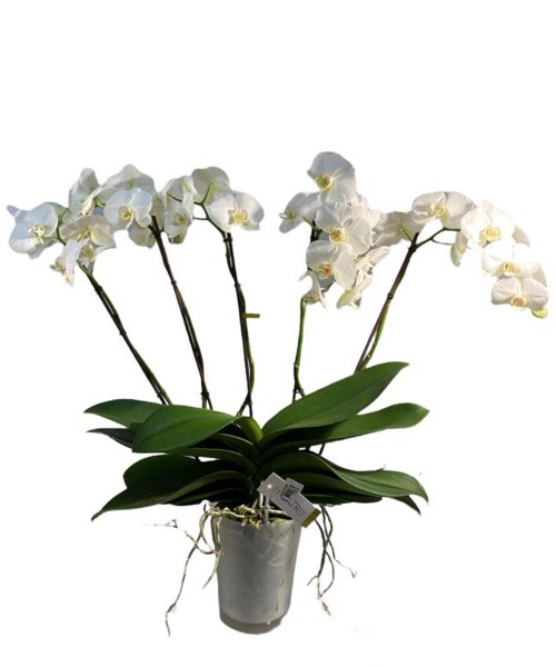 Orquídea 5 varas