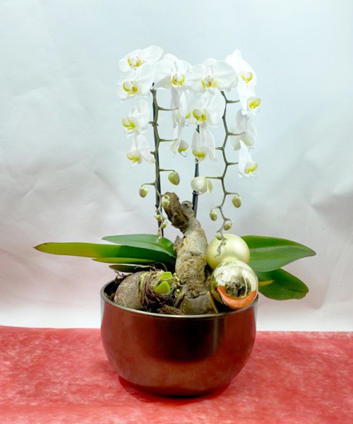 Centro orquídea navideña