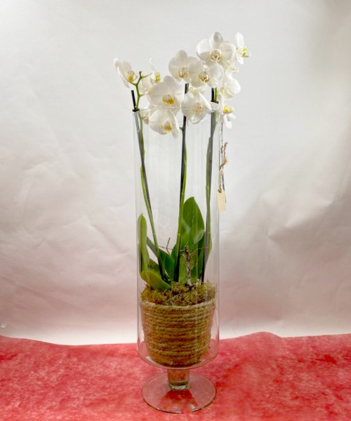 Orquídea vidrio alto