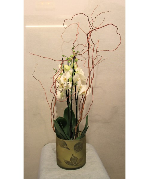 Orquídeas con vidrio
