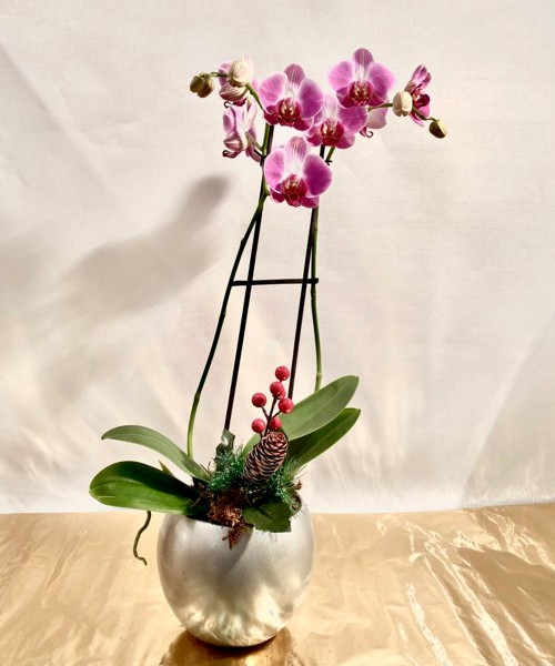 Orquídea navideña