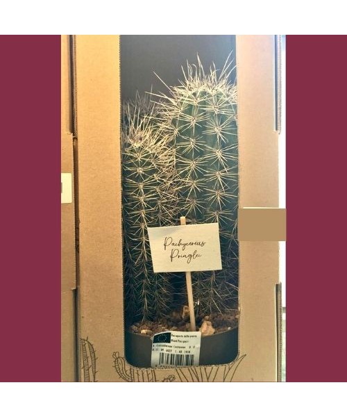 Cactus Pachycereus Pringlei