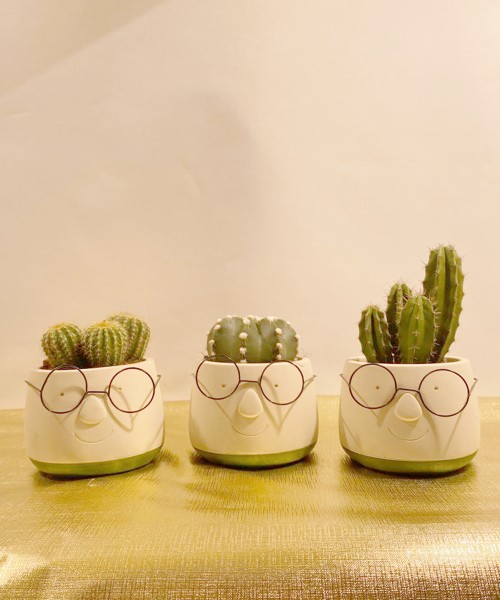 Cactus sonrientes